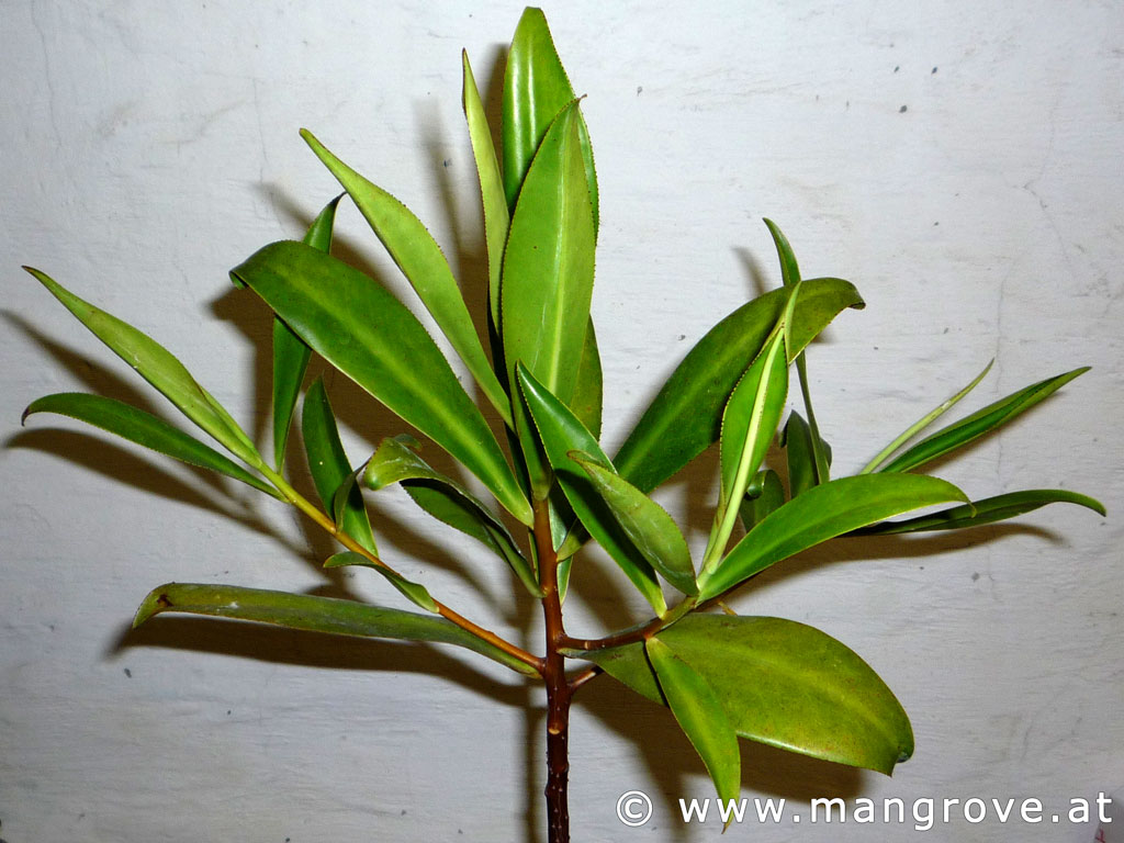 Pelliciera rhizophorae cultivation